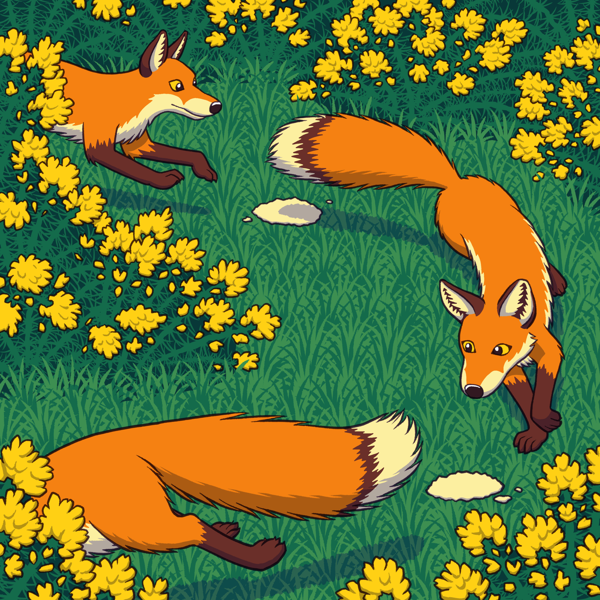 several foxes run between flowering gorse bushes, following a trail of flour patches